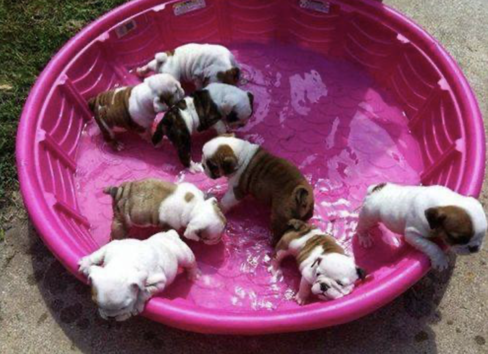 Puppy pool